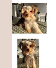 Hop les Poils image 11