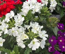 A. Pinto Fleurs Bild 12