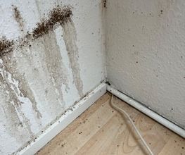 SafeHome Schädlingsbekämpfung Köln Bild 12