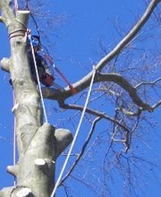 Der Baummarder, Schwethelm Bild 2