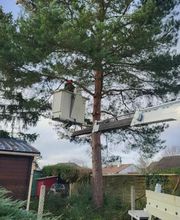 Brac José Elagage Abattage 18 image 4