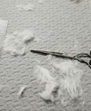 Mökai Mascotas imagen 11