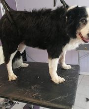 L'Espace Canin image 1