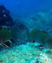 Divin' Giens image 12