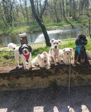 Nadine Zitzer Pfotenteam Bild 3