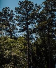 Top Tier Trees image 17