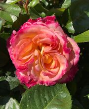 Rosiers d'Argens image 7
