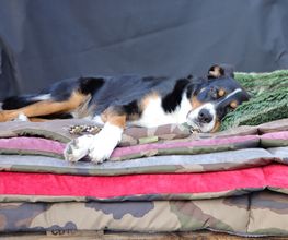 Bettenhaus Traumhund® Bild 5