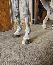 DLS Maréchalerie, Dimitri LE SOMMIER Bild 2