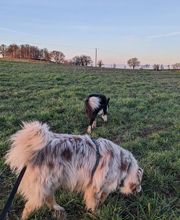 Patte et Museau image 7