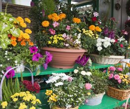 A. Pinto Fleurs Bild 1