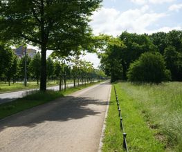 Dresden die Stuebelallee am großen Garten