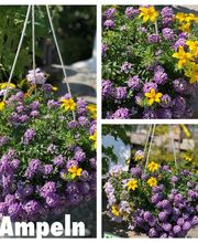 Gärtnerei Ziegler Samuel Bild 13