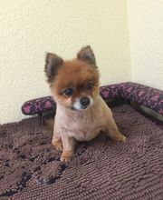 Hundesalon in Liestal - Wir bieten den Tieren eine professionelle Fellpflege. Ein liebevoller und herzlicher Umgang mit Ihrem vierbeinigen Familienmitglied ist für uns oberstes Gebot!