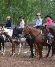Birkenhof Pferdepension Bild 6