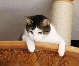 katzenbaum.ch Bild 1