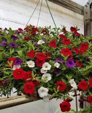 Evans Nursery LLC image 2