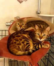 Élevage familial de la Pomaille image 1