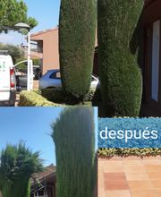 PODAARBOL.PNG