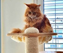 katzenbaum.ch Bild 6