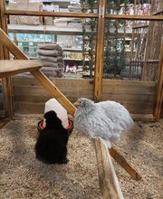 Animalis Compiègne image 2