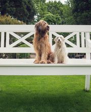 Schönes Hundeleben Bild 6