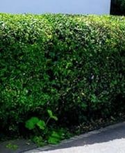 DZ Hauswartung und Gartenunterhalt Bild 4