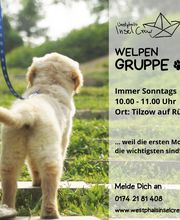 Welpengruppe auf Rügen