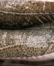 Dizengoff St Mandé image 3