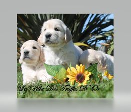 La Villa des Truffes D'Or