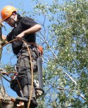 Bailer Baumpflege Bild 1