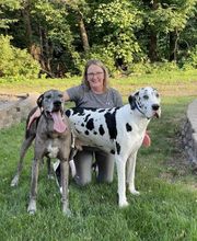 Dog Guard Midwest image 9