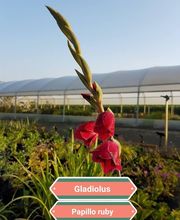 Au Coeur Des Plantes image 4