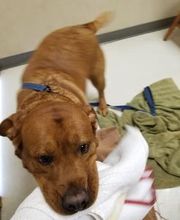 Wayne Heights Animal Hospital image 11