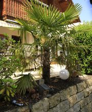 Elztal Gartenbau Bild 29