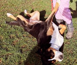 Blättler's Hundeschule Bild 4