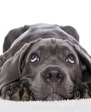 Clinique Vétérinaire de la Montagne - Luna Park image 9