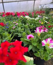 A. Pinto Fleurs Bild 11