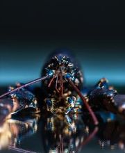 Starfish Atlantic Grill imagen 20