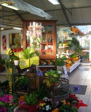 Chlorophylle image 2