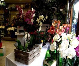 flores-ana-venta-03.jpg