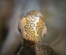 Jaguar Divers - Dive Shop in Playa del Carmen imagen 3