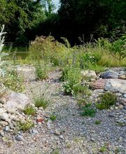 Wildblumendienst Bild 6