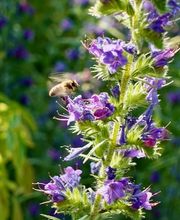 Wildblumendienst Bild 8