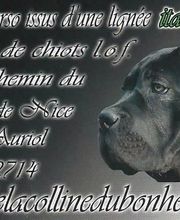 Chenil Des Fontaines image 10