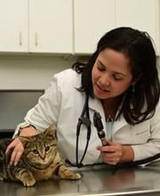Town & Country Animal Hospital image 8