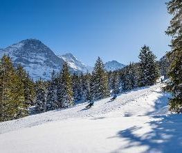 Jungfrau Ski Region - Kleine Scheidegg - Männlichen - Wengen Bild 3
