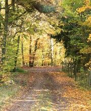 Bestattungen Stadtfeld & Wagner Bild 2