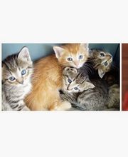 Loyalsock Animal Hospital image 8