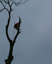 L'Arbre Corrézien image 3